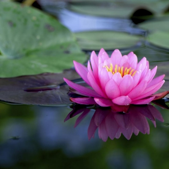 Meet your Posher, Connie - Picture 1 of 1